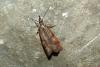 Hypochalcia ahenella